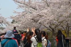 Любование цветущей вишней в парке Чжуншань